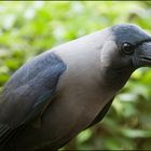 Crow - im Zoo von Mumbai