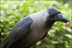 Crow - im Zoo von Mumbai