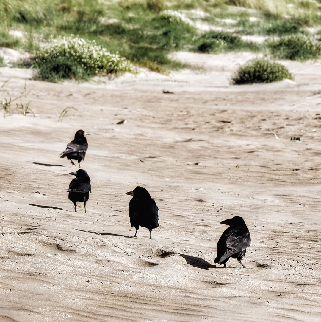 crow in a row