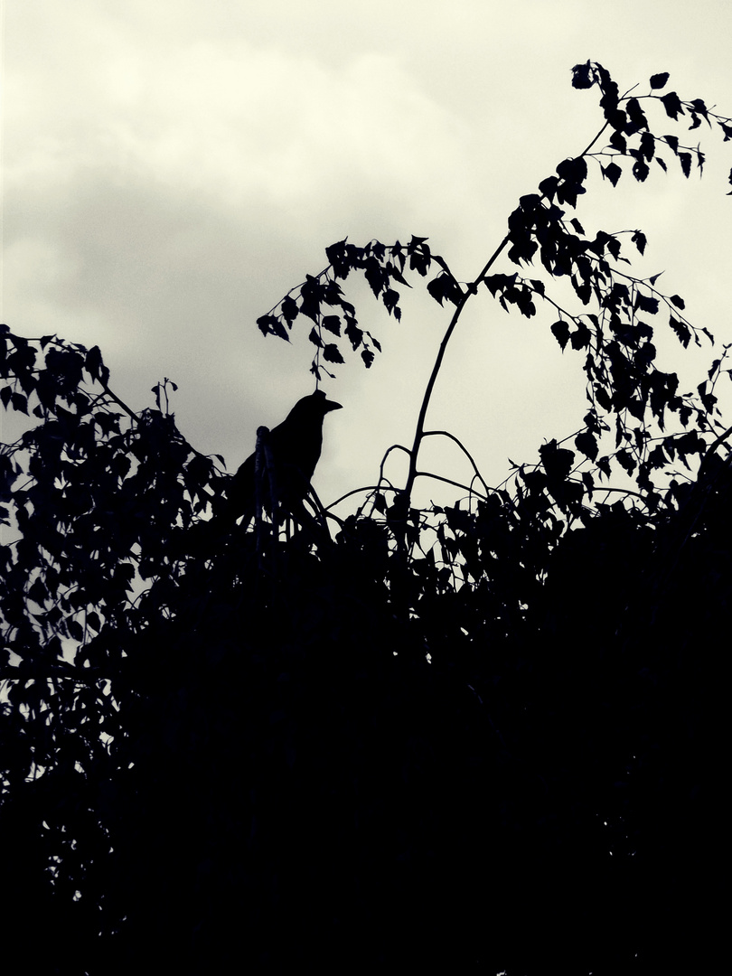 Crow in tree crown