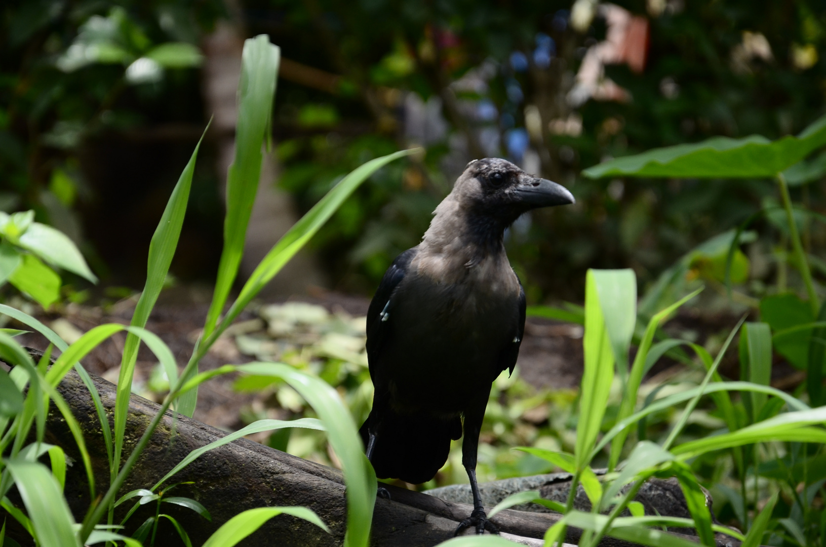 Crow, India