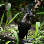 Crow, India
