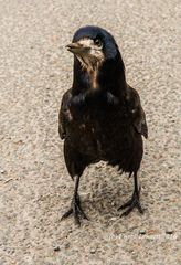 Crow - Irland, Kerry