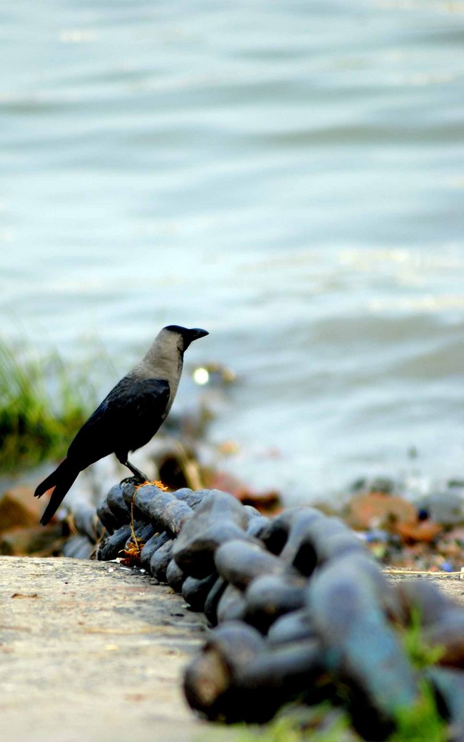 crow on the iron rop