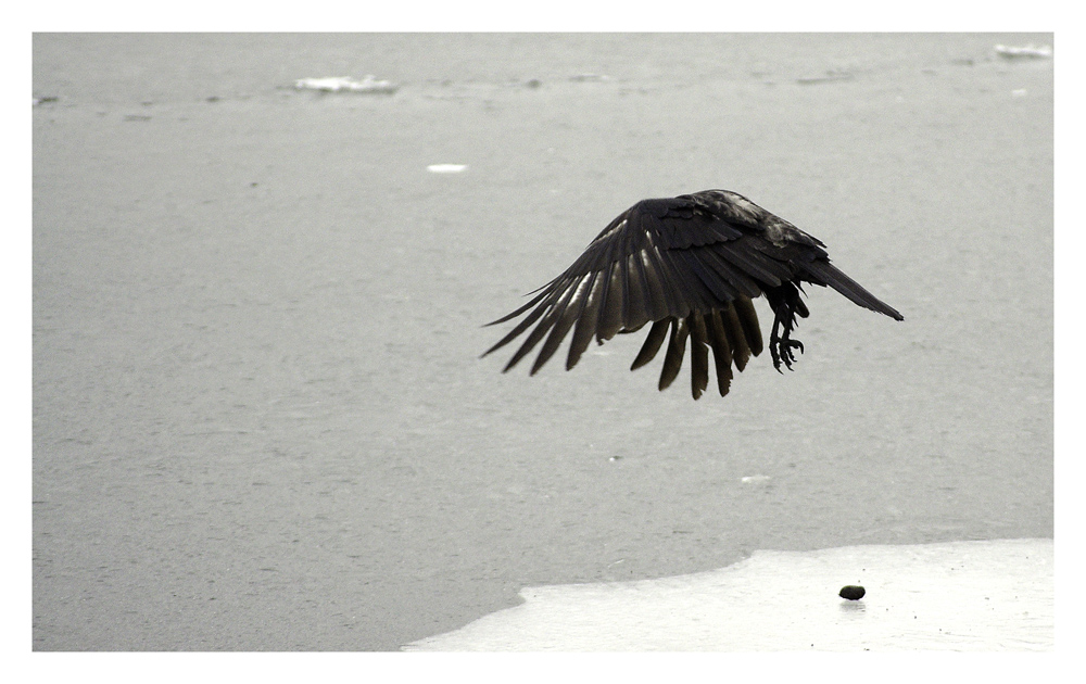 crow ufo