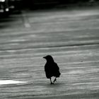 crow-walk