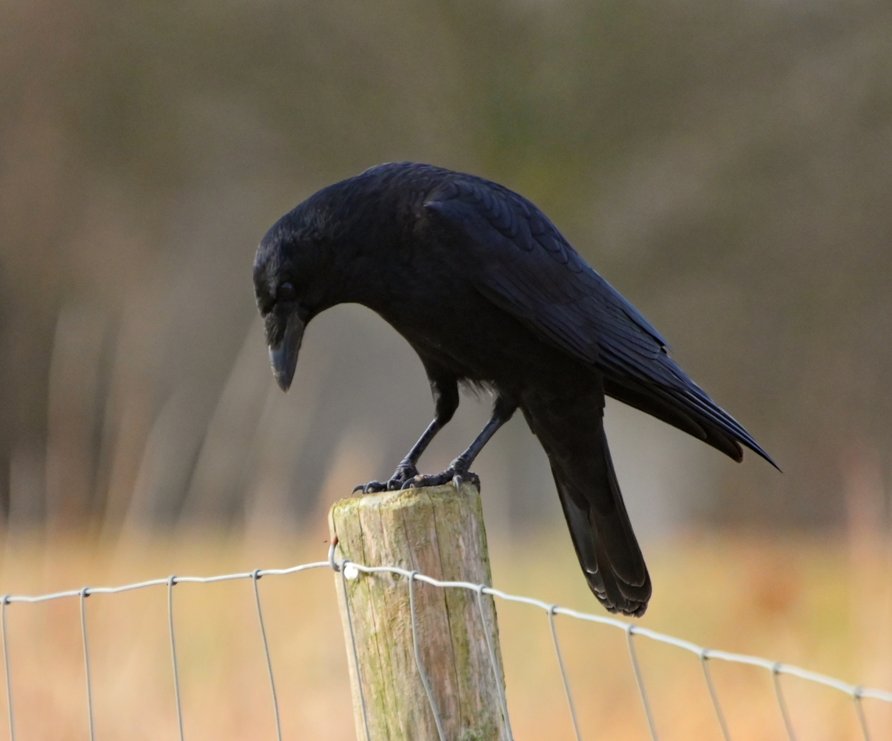 crow1