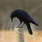 crow1