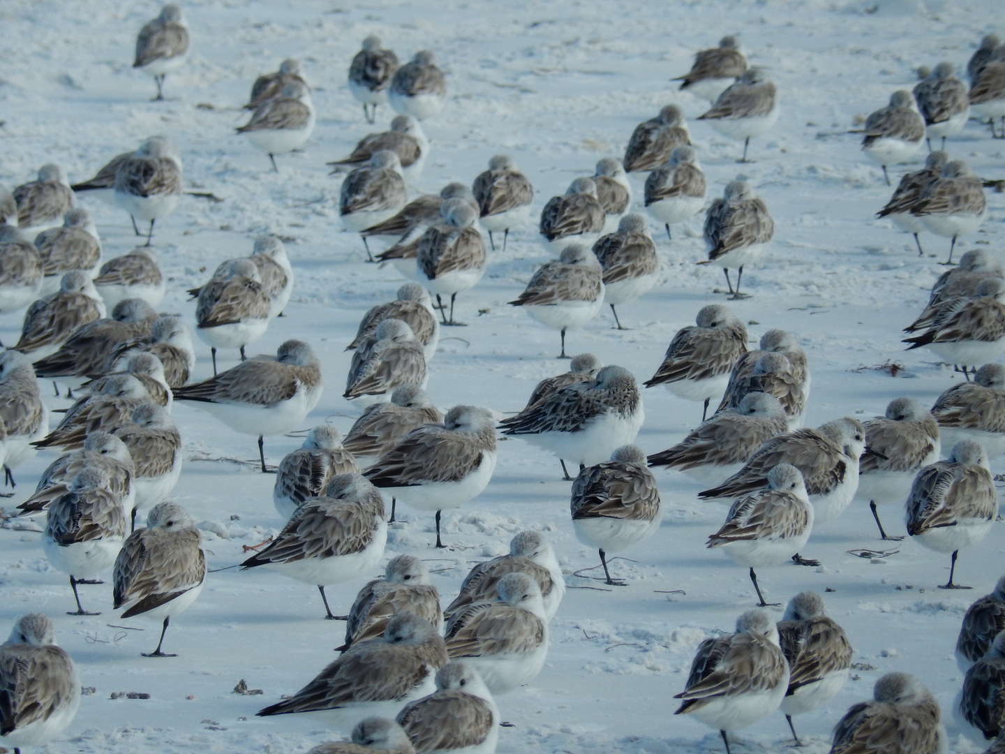 Crowded beach...