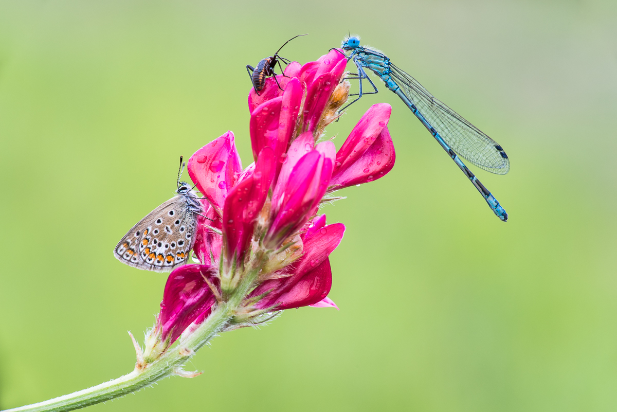 Crowded flower