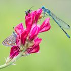 Crowded flower