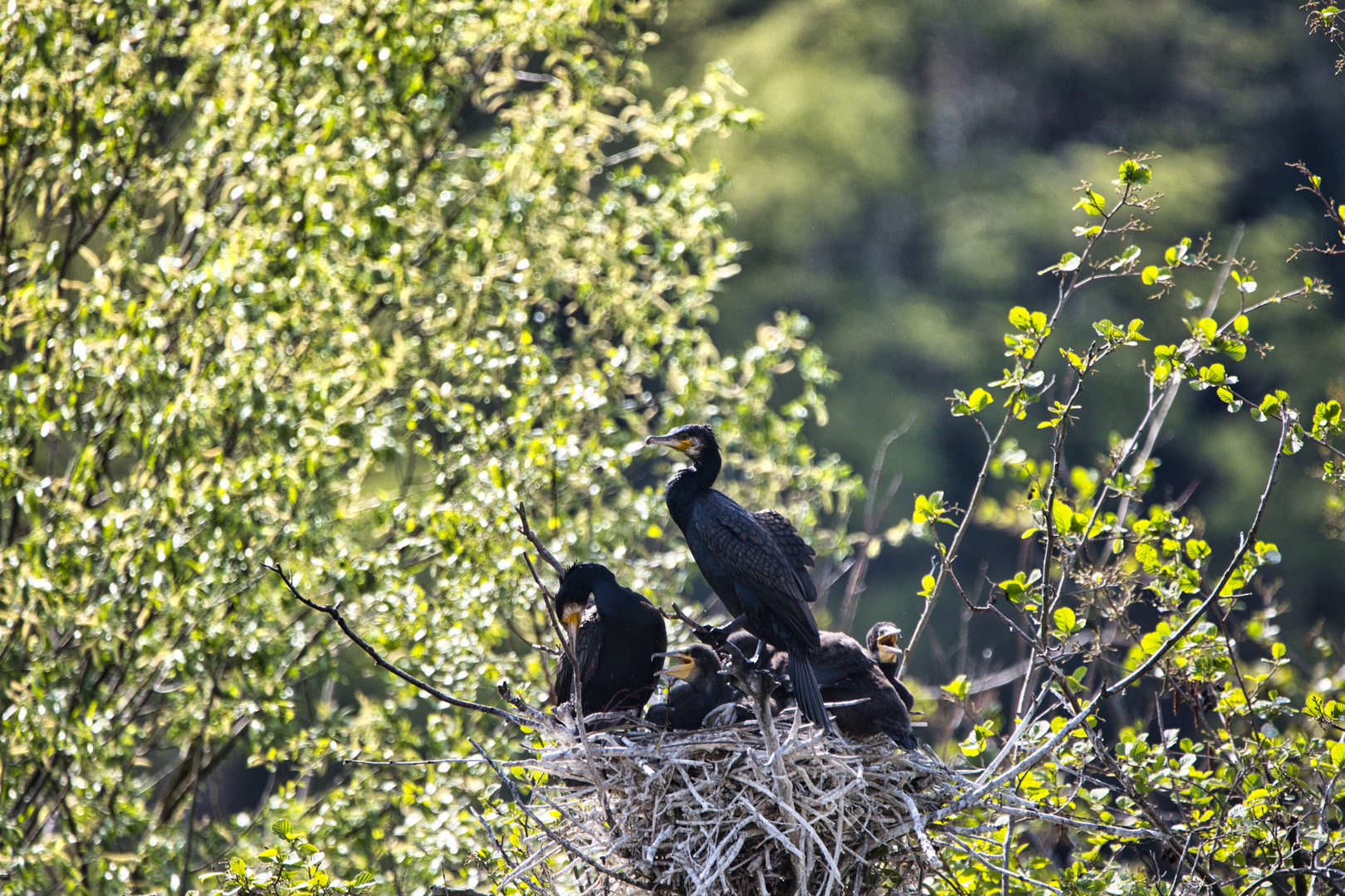 crowded house