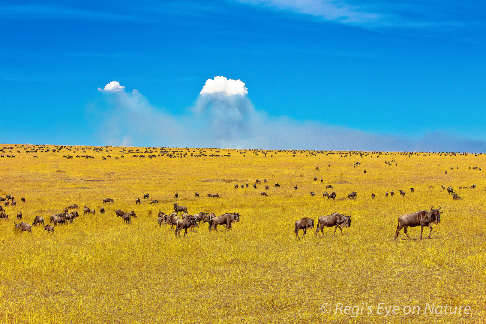 crowded plains