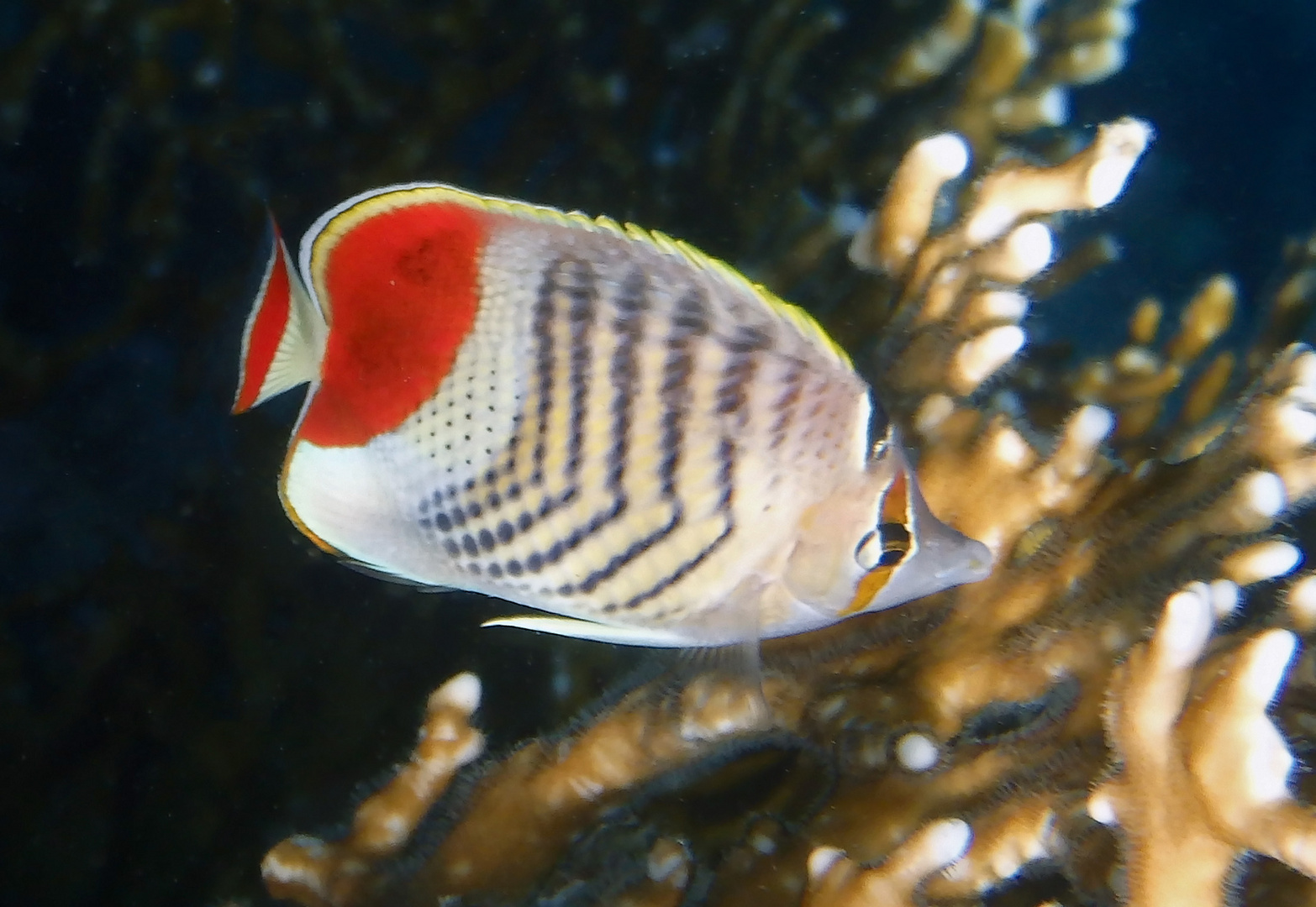 Crown Butterflyfish