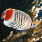 Crown Butterflyfish