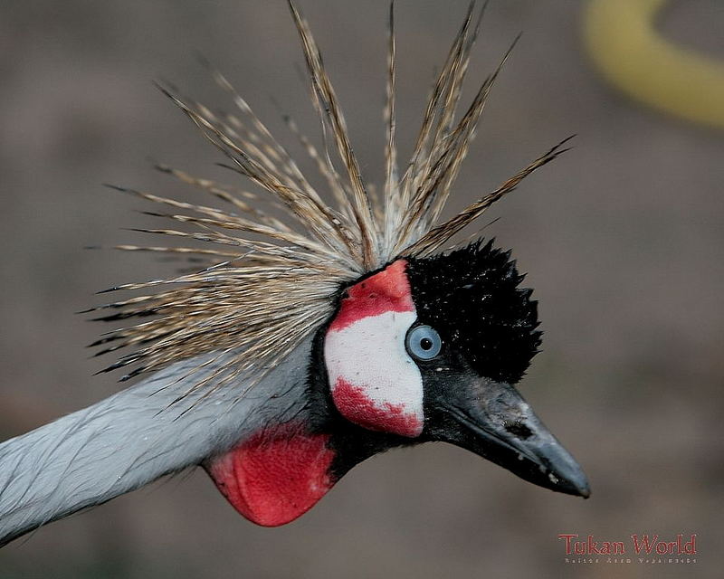 Crown-Crane in stormy raining weather