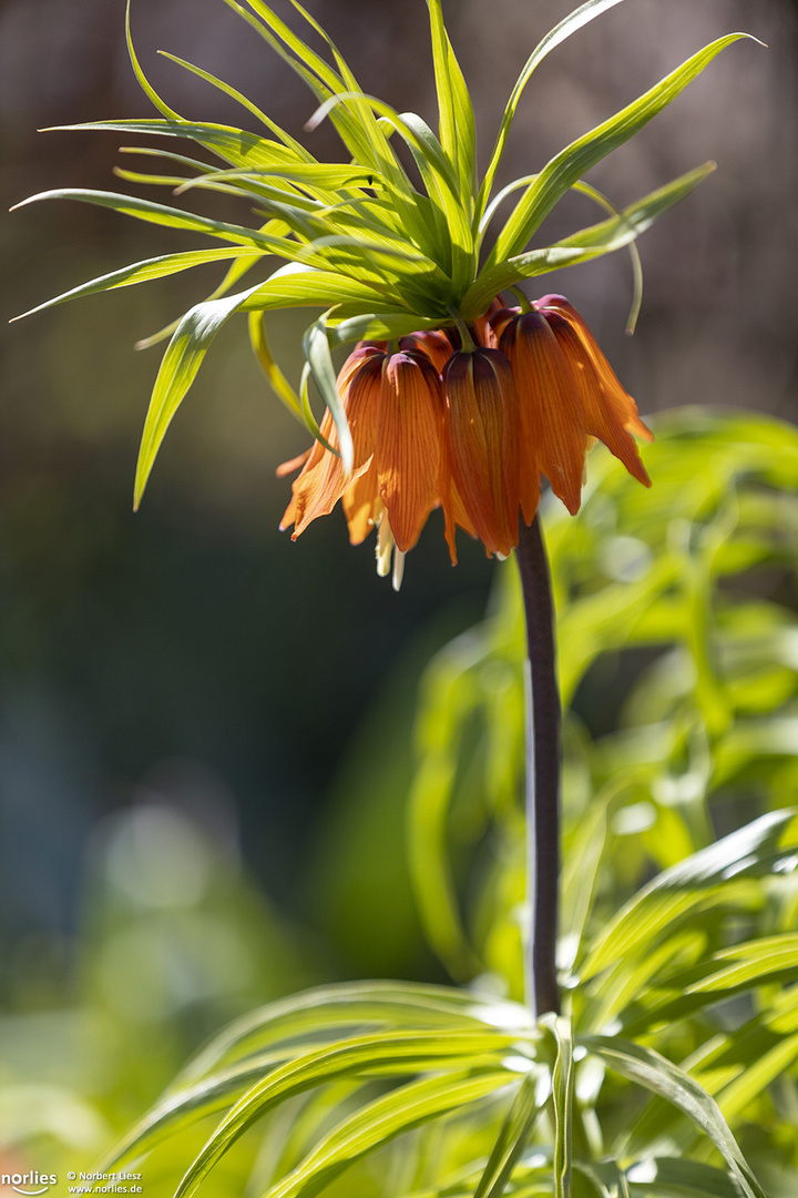 crown imperial