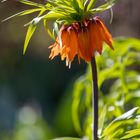 crown imperial