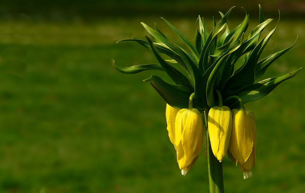 Crown Imperial