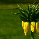 Crown Imperial