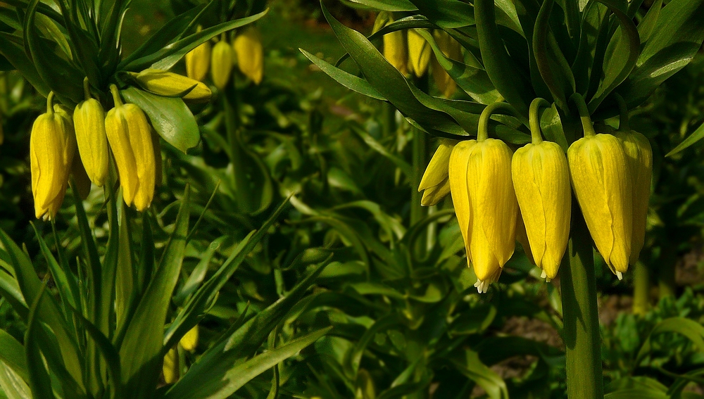 Crown Imperial