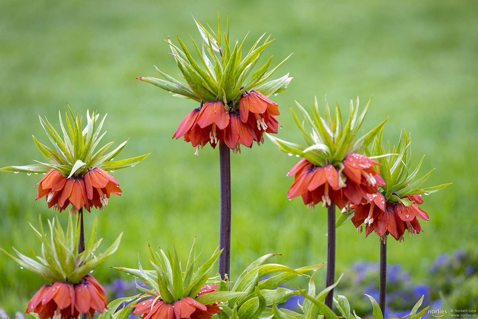 crown imperial