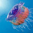 Crown Jellyfish