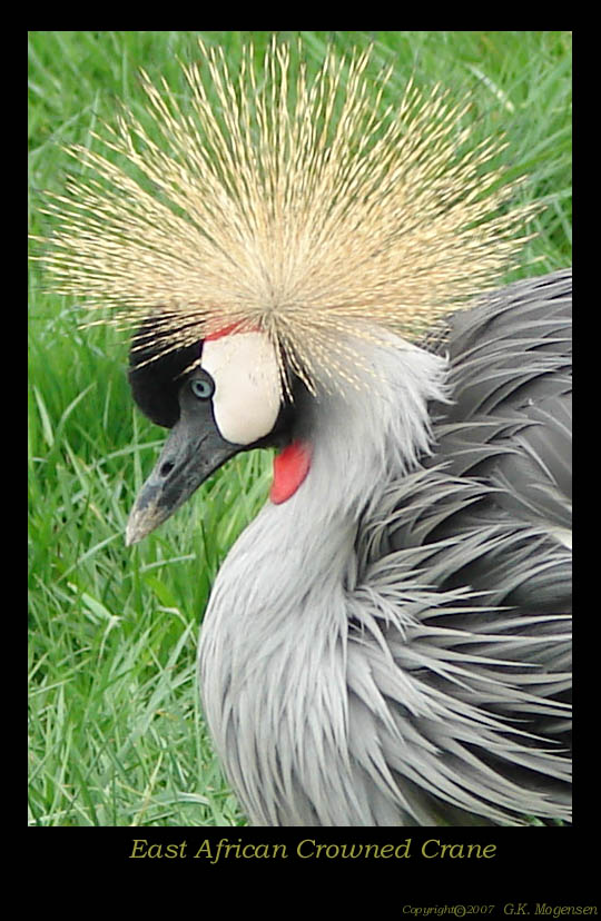 Crown of Feathers