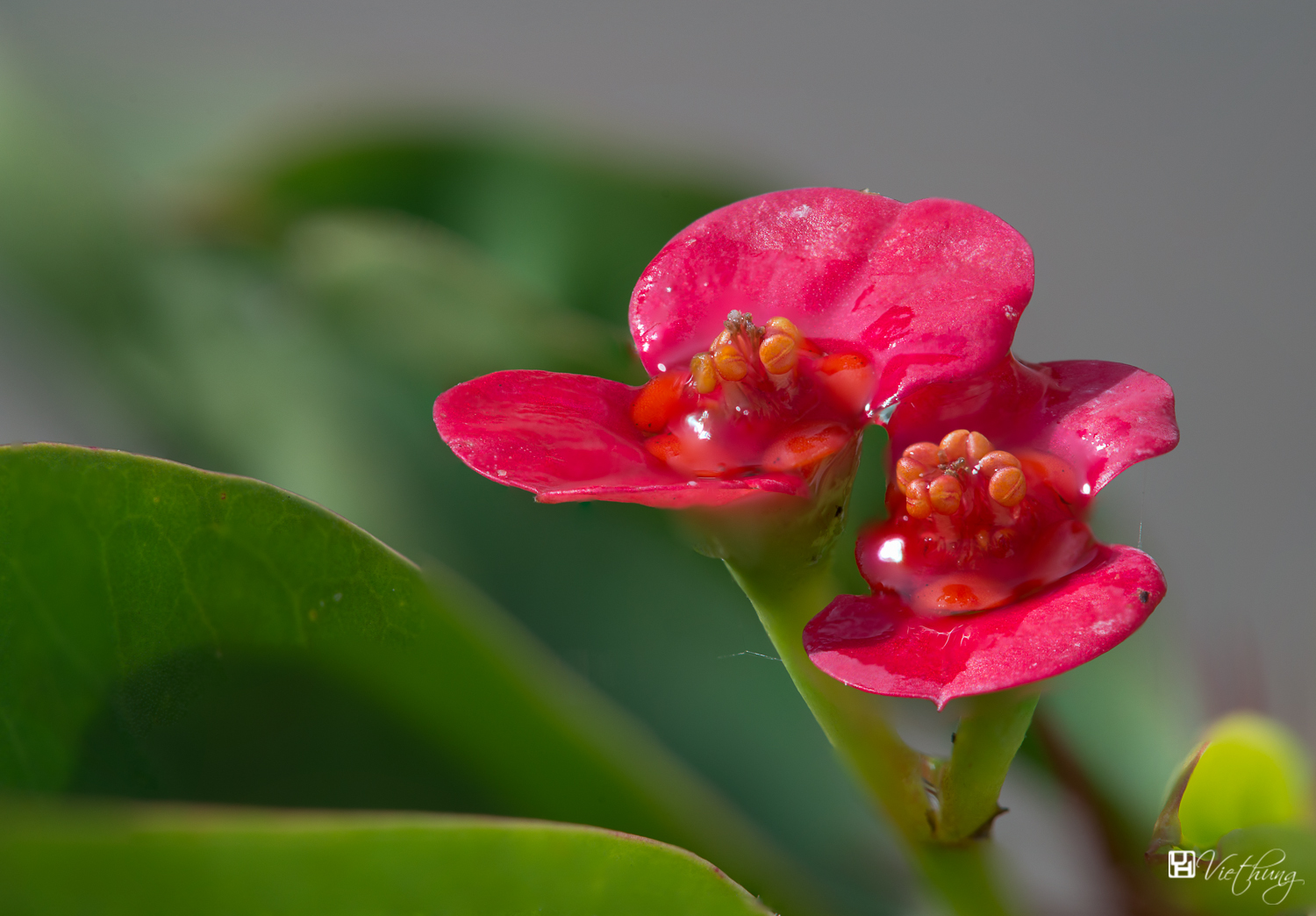 Crown of thorns