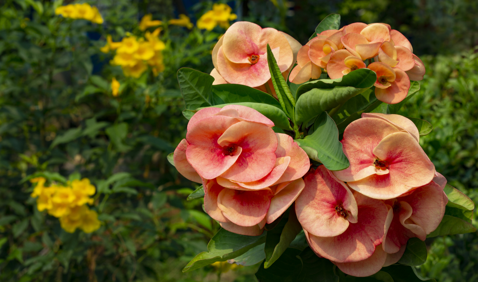 Crown of Thorns Flowers in Chiang Mai