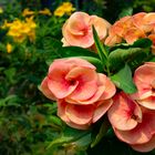 Crown of Thorns Flowers in Chiang Mai