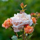 Crown Princess Margareta