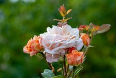 Crown Princess Margareta