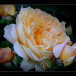 Crown Princess Margareta