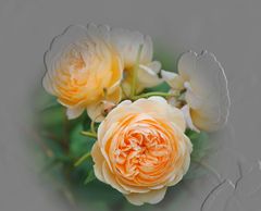 Crown Princess Margareta