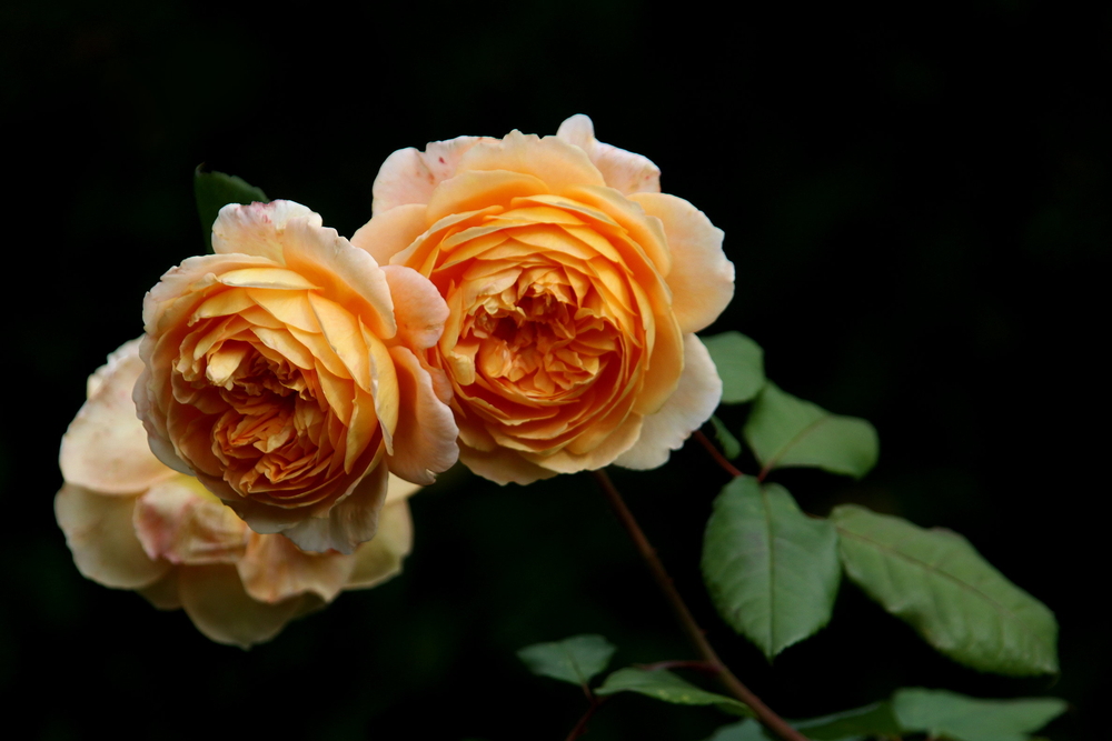 Crown Princess Margareta