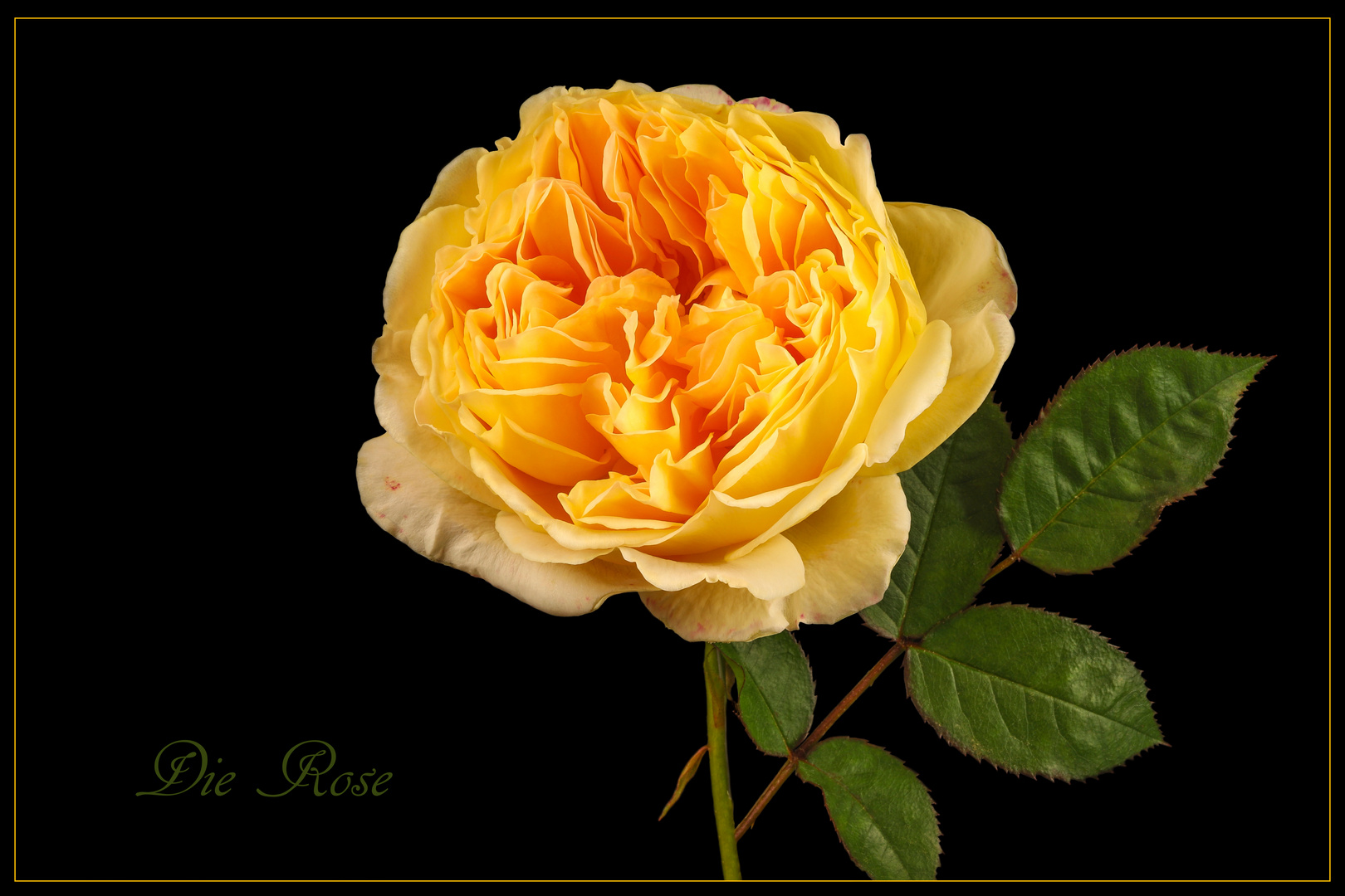 Crown Princess Margareta - Englische Rose