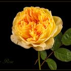 Crown Princess Margareta - Englische Rose