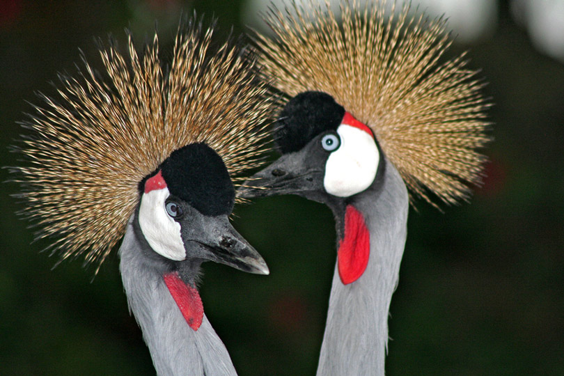 CrownCranes