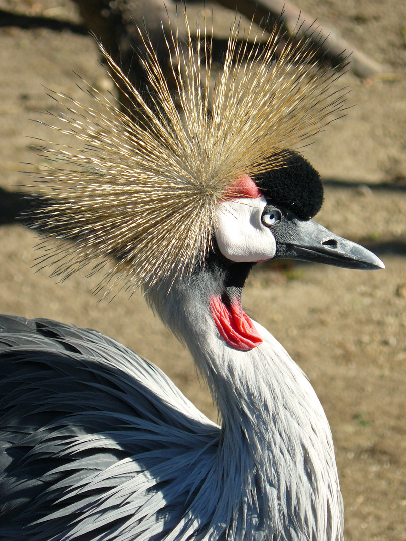 Crowned crane