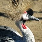 Crowned crane