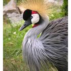 Crowned Crane