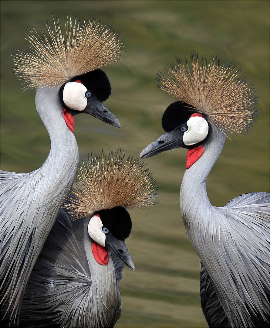 Crowned crane family portrait