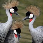 Crowned crane family portrait