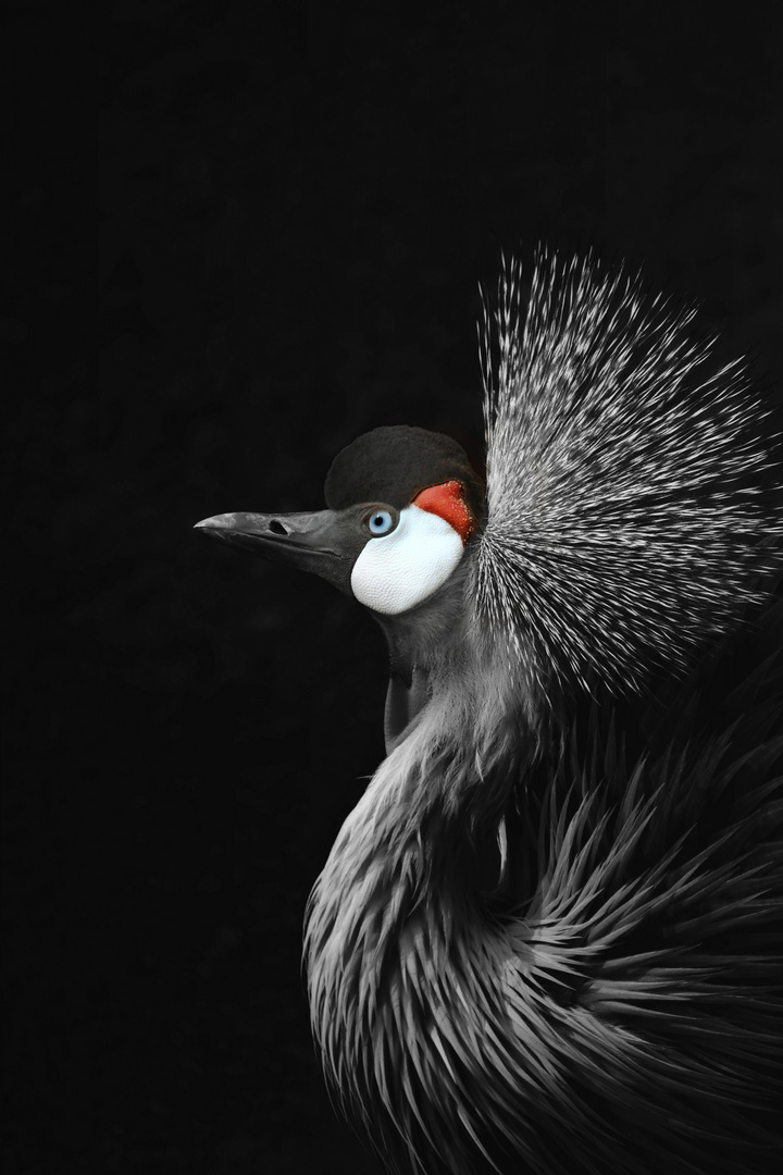 CROWNED-CRANE-STRIGEL-PRINT