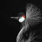 CROWNED-CRANE-STRIGEL-PRINT