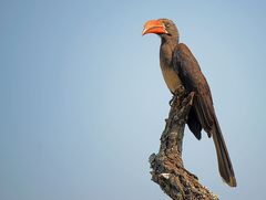 Crowned hornbill