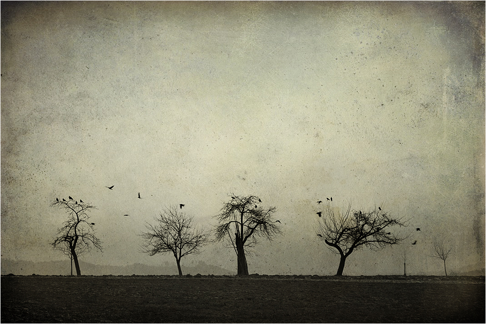 ..crows..