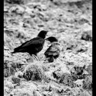 Crows