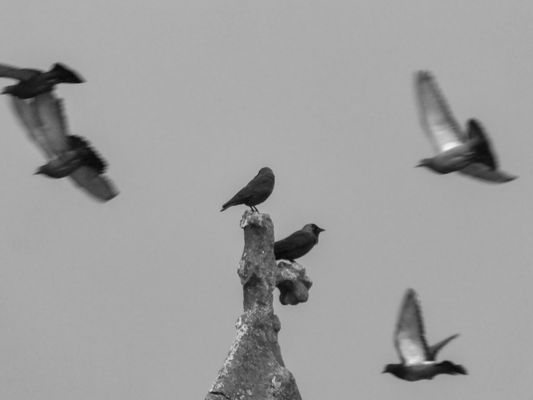 Crows are watching the pigeons